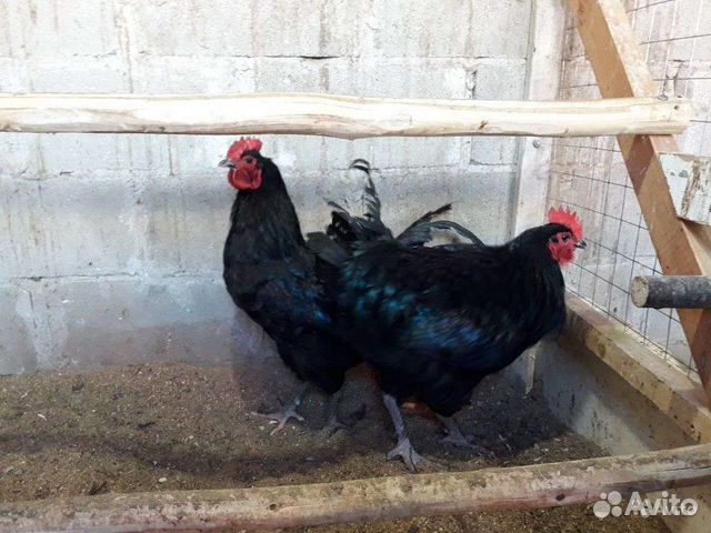 джерсийский гигант вес. джерсийский гигант куры. джерсийский гигант авито. авито птица торжок. птица джерсийский гигант.