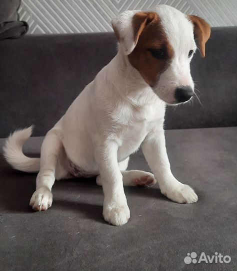 Домашние животные собаки щенки