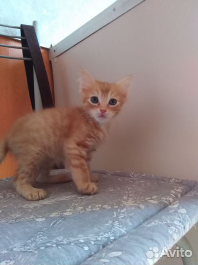 Кошки в добрые руки