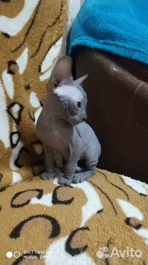 Котята канадский сфинкс