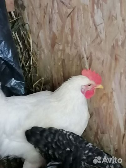 Молодые петухи