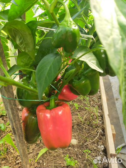 Рассада перца сладкого