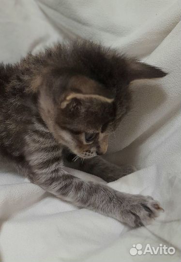 Мальчик, 2 мес., спас своих брата и сестру