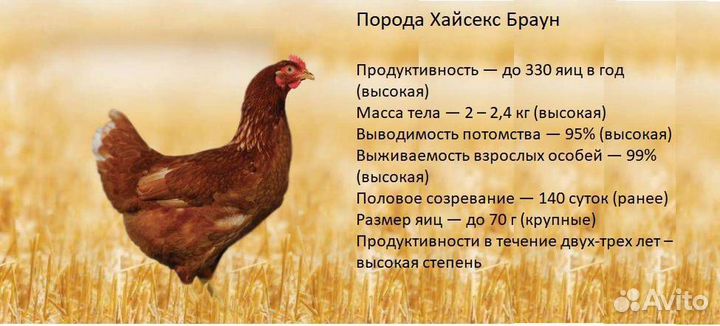 Цыплята