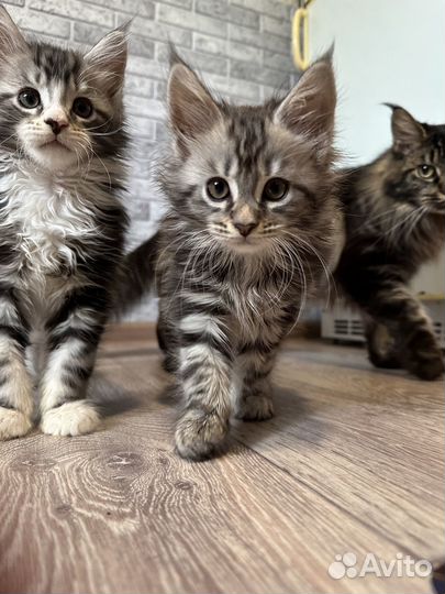Котята мейн-кун
