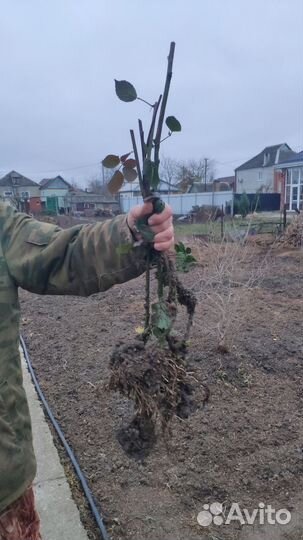 Саженцы инжира, ежевики двухголовые