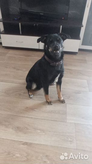 Собаки бесплатно в добрые руки