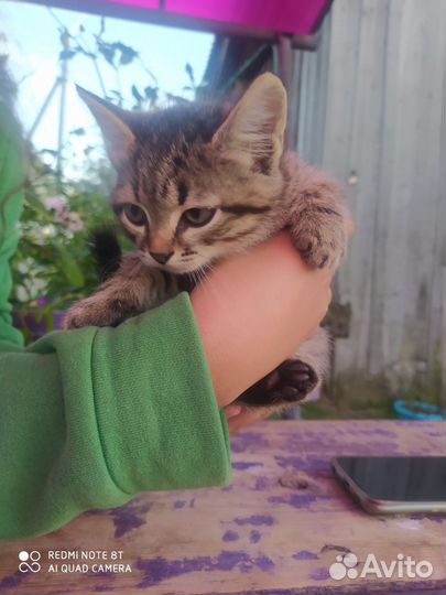 Котенок в добрые руки