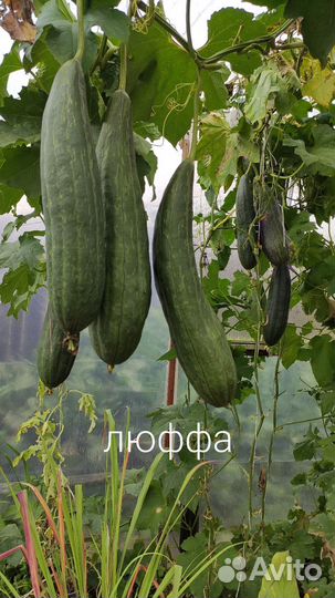 Семена кукуруза, люффа, бамия, фасоль