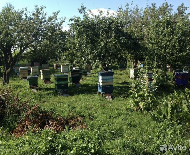 Пчёлы «карпатка»