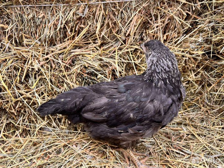 Куры молодки