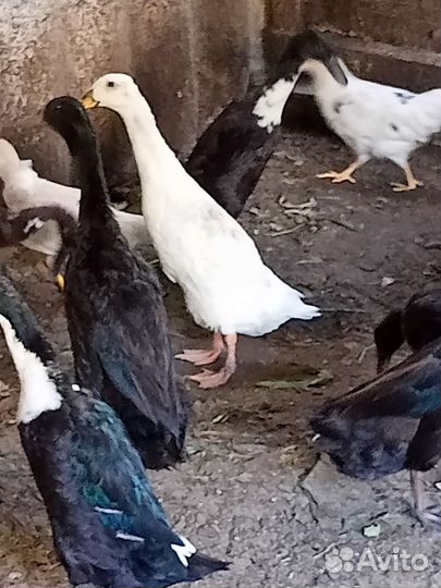 Утки индийский бегунок