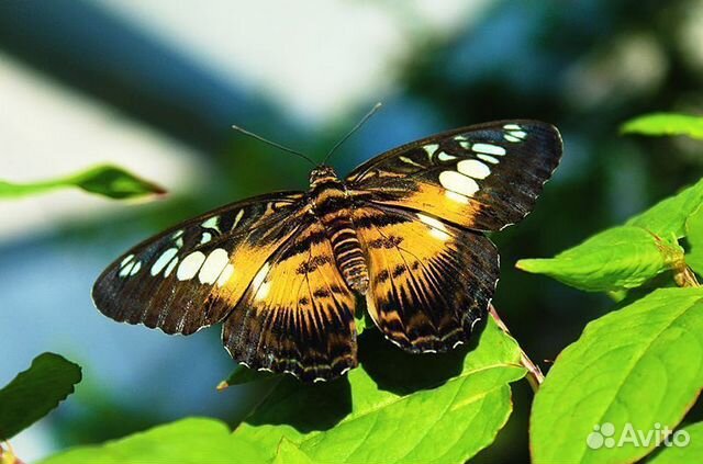 Живые бабочки
