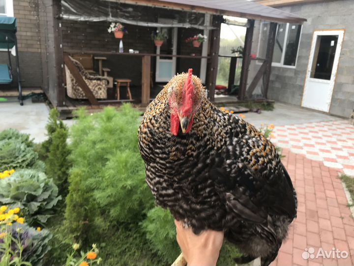 Молодые петушки