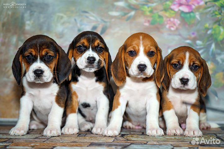 Щенки бигль, мальчики