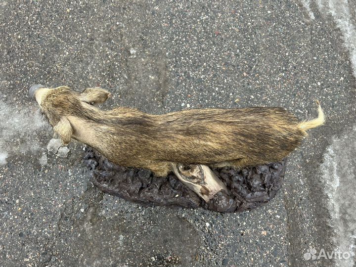 Чучело кабана