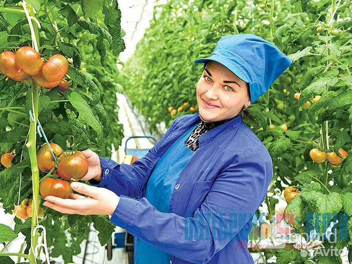 Работа овощевода в Московской области