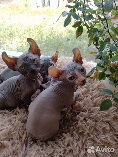 Канадский сфинкс котенок