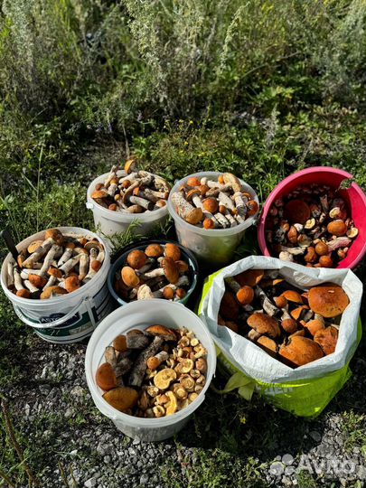 Грибы свежие