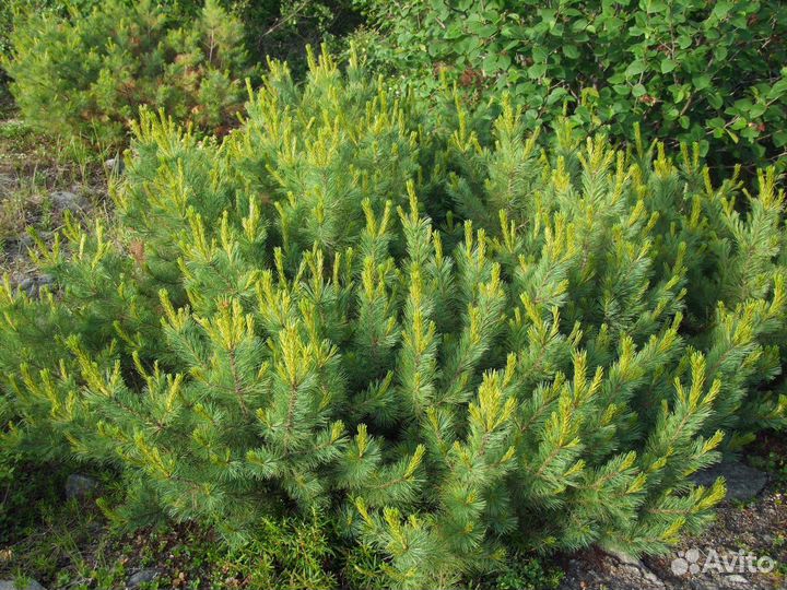 Кедровый стланик, семена