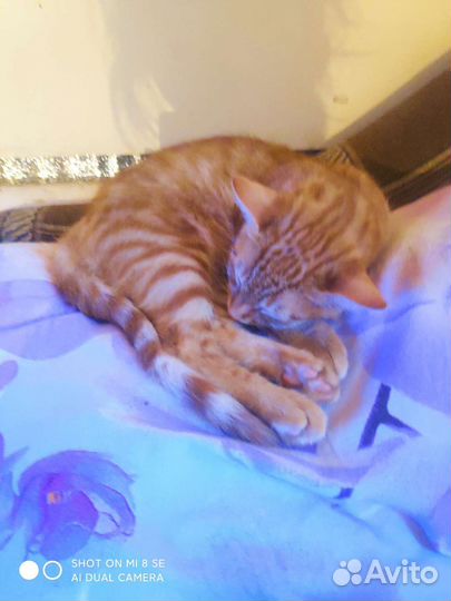 Кошка породы русская Голубая