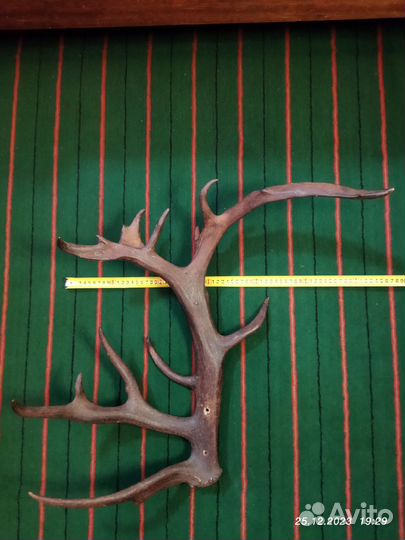 Рога оленя