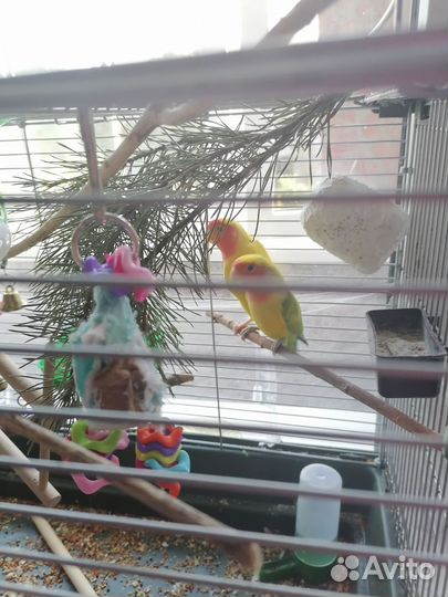 Неразлучникипопугай