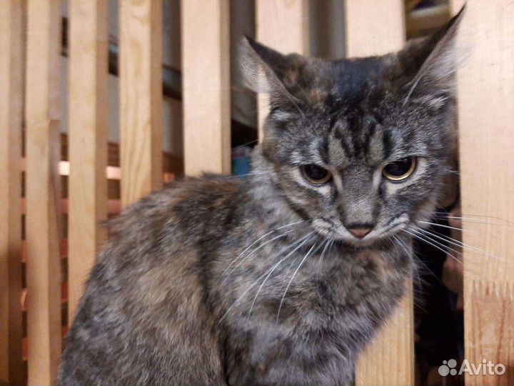 Кошка Камилла, стерильная