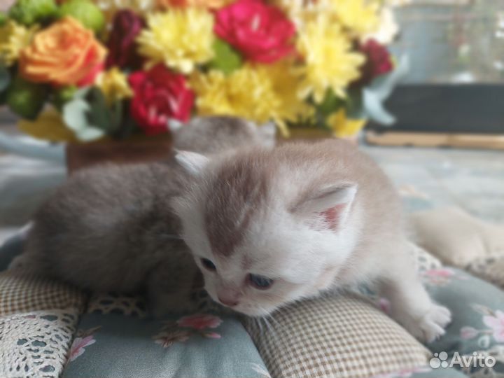 Шотландская шиншилла