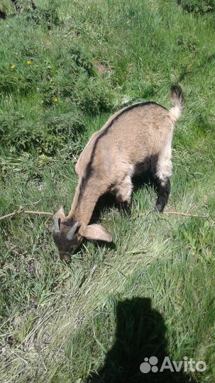 Альпийские козлята