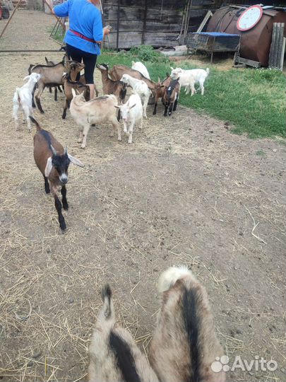 Козлята от 3 до 5 месяцев