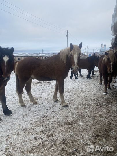 Жеребцы производители