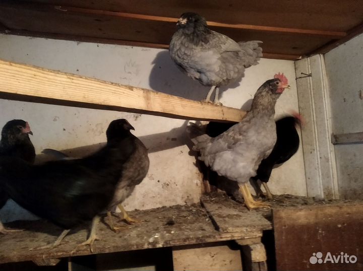 Молодые петухи