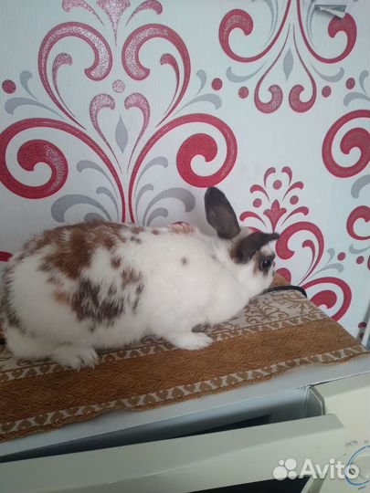 Декоративные кролики