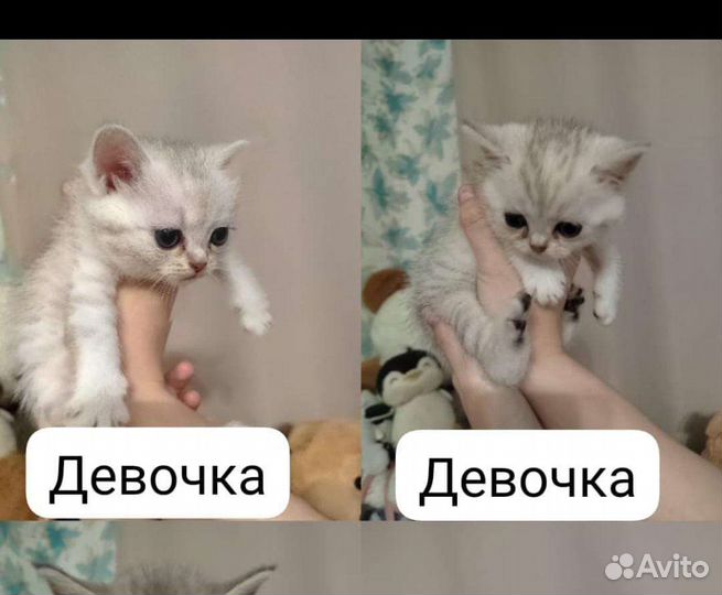 Шотландские котята