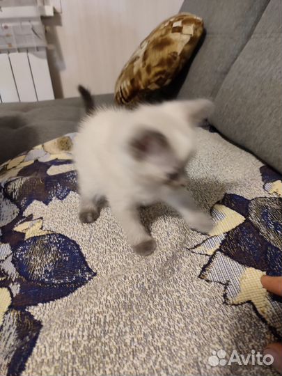 Сиамские котята