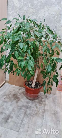 Комнатные цветы