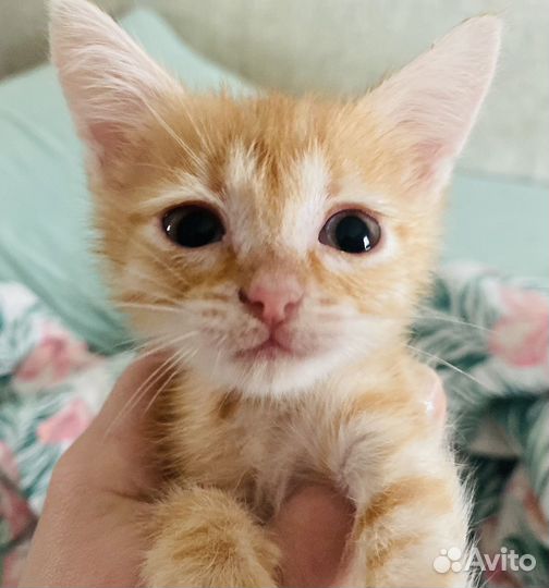 Ласковый рыжий комочек в добрые руки