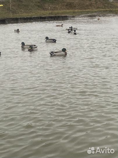 Утки дикие