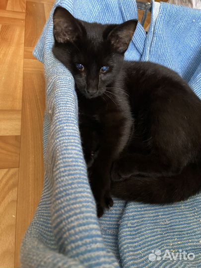 Котенок ищет дом