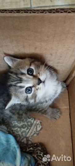 Кошки в добрые руки бесплатно