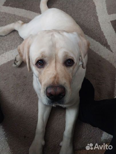 Кобель лабрадора вязка
