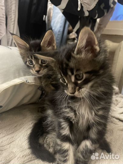 Котята мейкун