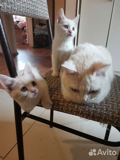 Котята в добрые руки бесплатно