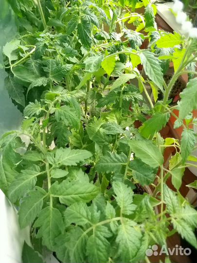 Рассада помидор