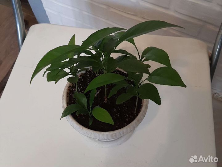Комнатное растение