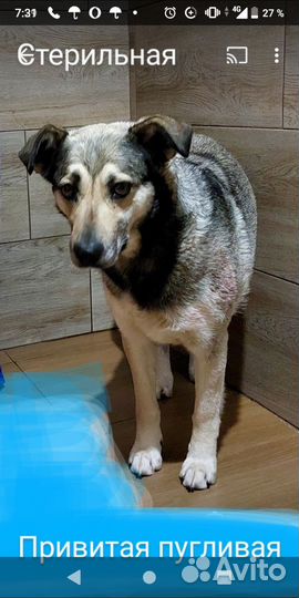 Толстушка стерильная