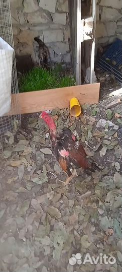 Бойцовые петухи и цыплята