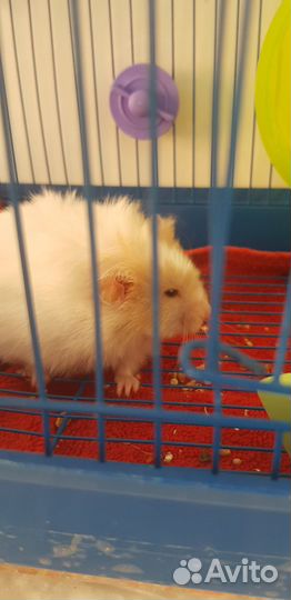 Хомяк девочка бесплатно