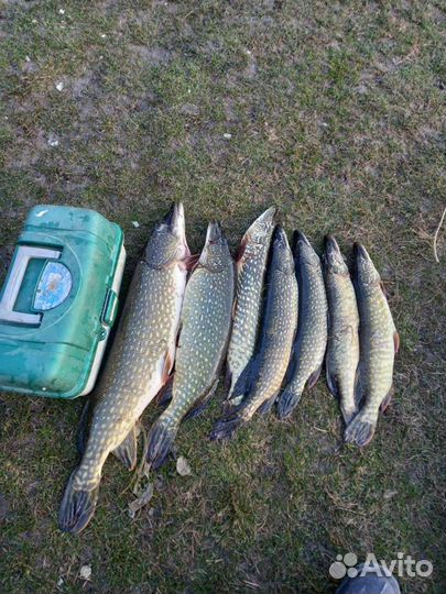 Платная рыбалка. Пруды Черноерковские